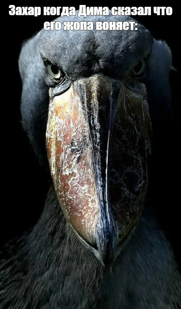 Китоглав мем страшный черно белый Shoebill, Tanzania Schuhschnabel, Wilde tiere, Raubtiere