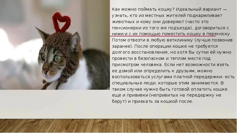 Как приручить взрослую кошку. Как изловить кошку. прирученные кошки. как приручить дикого котенка. можно ли приручить дикого кота.