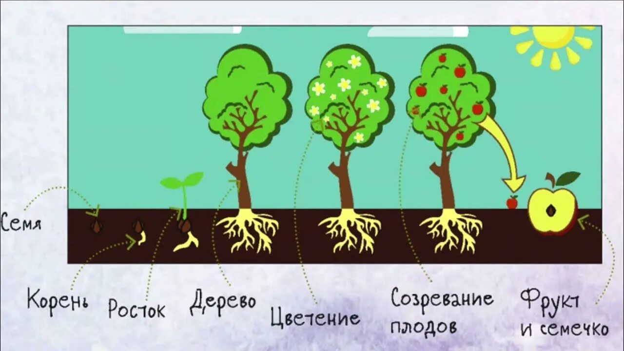 Этапы развития дерева. Этапы роста яблони. Жизненный цикл яблони. Фазы развития дерева. Развитие яблони