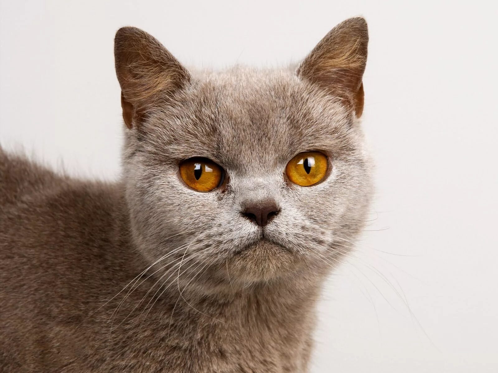 Бурманская кошка. Кошки с карими глазами породы. Британский кот с карими глазами.