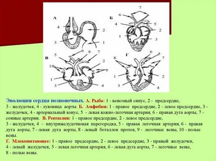 Позвонок сердце