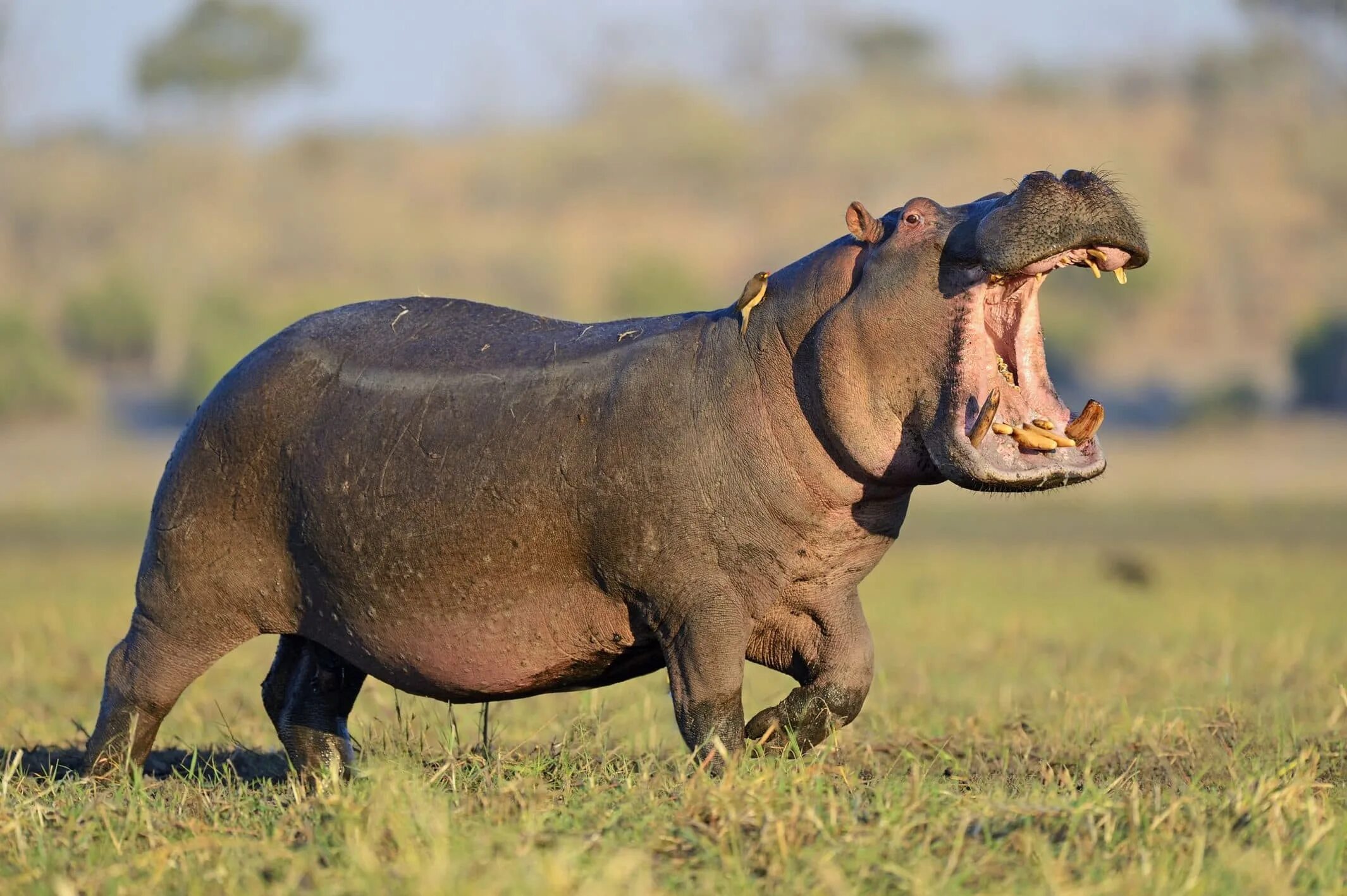 Бегемот живет лет. Нильский Бегемот. Бегемот Hippo. Гиппопотам Хиппо. Обыкновенный Бегемот Африки.