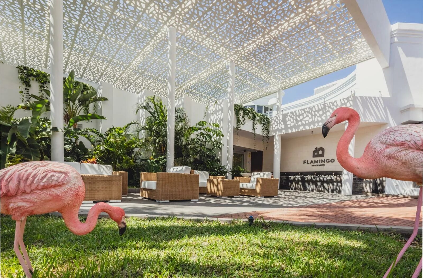 Розовый фламинго. Фламинго в испании. Фламинго минск. Фламинго картинки. Фламинго минск.