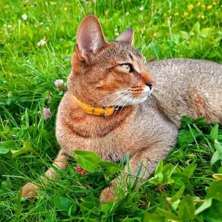 Кошка чаузи ф1