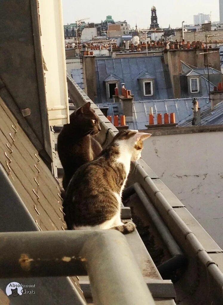 Спустившись с кровли кот сказал. Кошки на крыше. Котенок на крыше. Парижские коты. Кошка в Париже.
