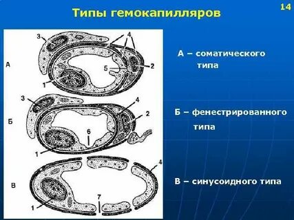 Соматический тип