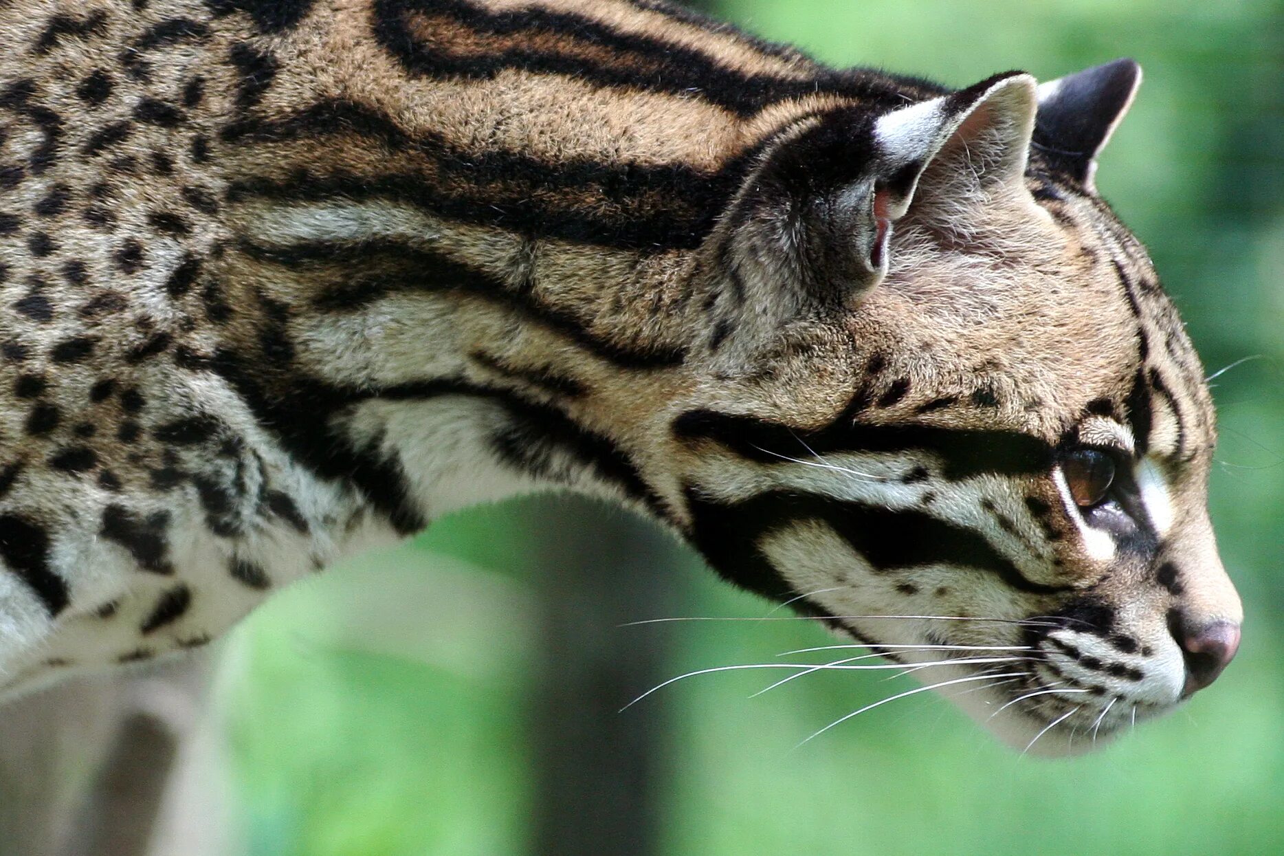 Дикие кошки список. Дымчатый леопард и Оцелот. Оцелот (leopardus pardalis). Карликовый Оцелот. Оцелот Южная Америка.