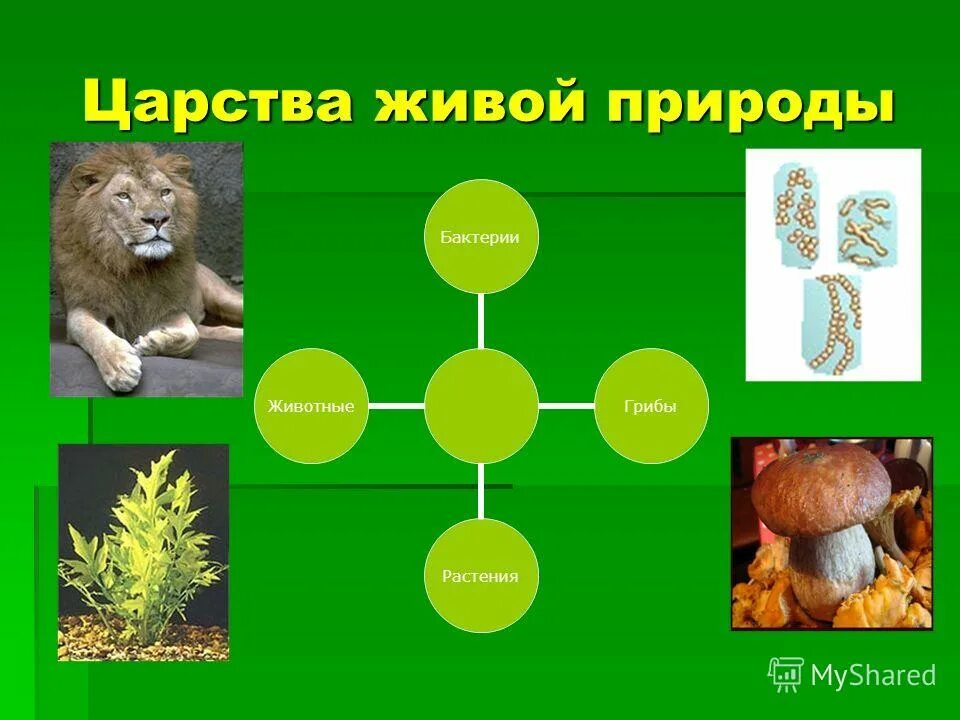 Самое разнообразное царство живой природы. Царство растений животных грибов бактерий вирусов. Три царства живой природы. Царства живой природы схема. Биология царства живой природы.