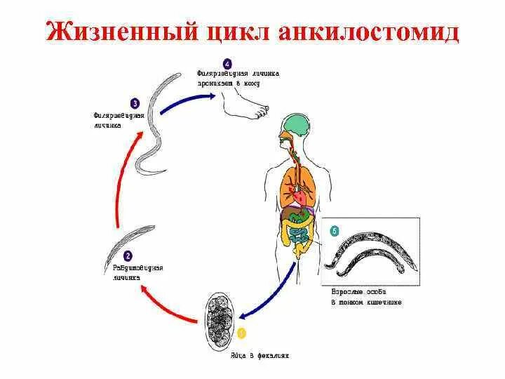 Стадия жизненного цикла червя. Цикл развития аскариды человеческой. Жизненный цикл аскариды человеческой. Жизненный цикл аскариды схема. Круглый червь цикл аскариды.