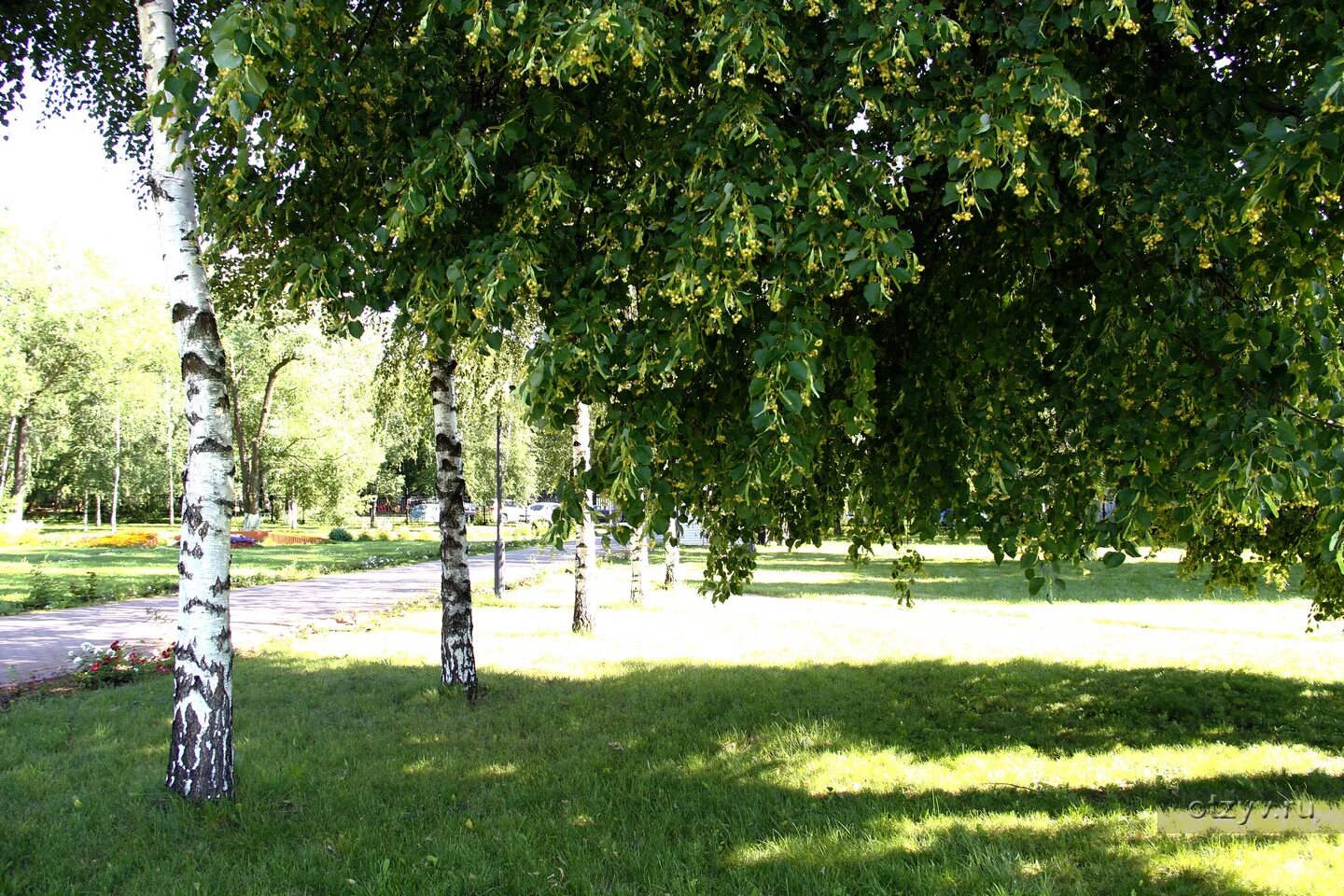 Отдыхающие в парках люди. Лес на ворскле белгородская область. Недавно расчищенная дорожка вывела нас. Причастный оборот диктант. Недавно расчищенная дорожка.