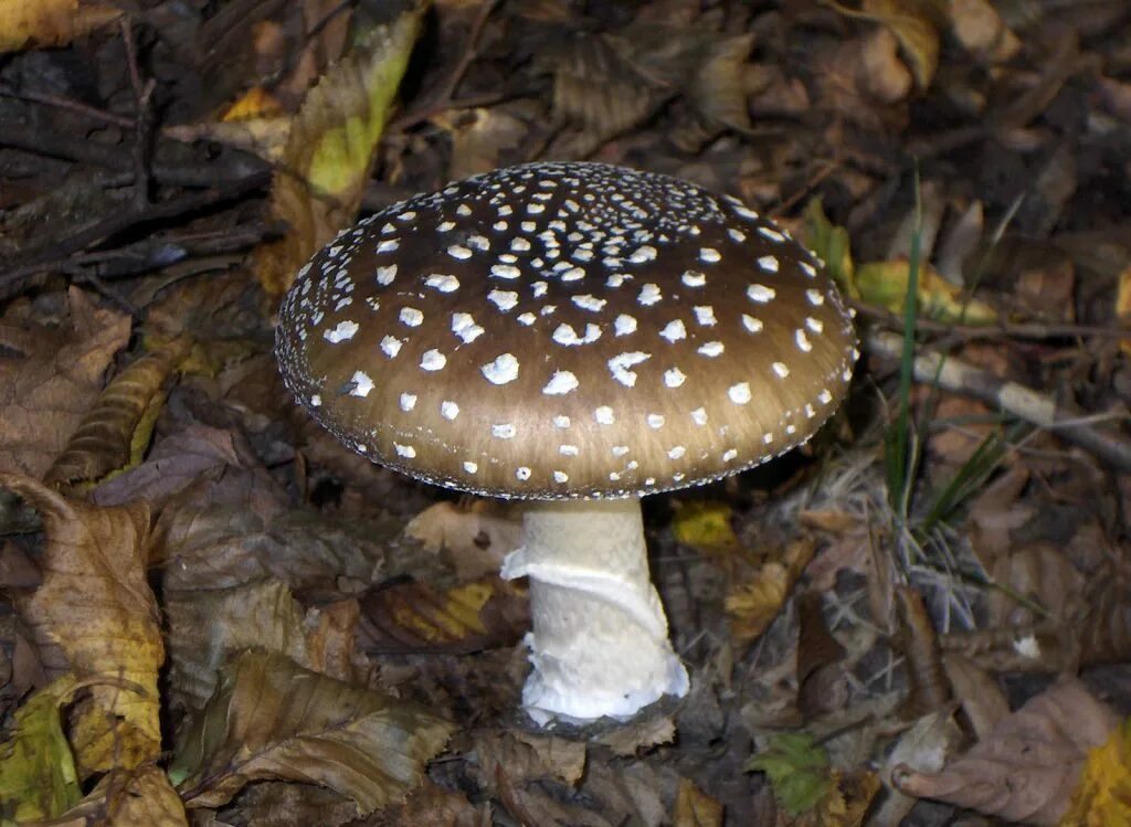 Опасные съедобные грибы. Мухомор пантерный. Мухомор пантерный (Amanita pantherina).. Мухомор Аманита Мускария. Мухомор пантерный шляпки.