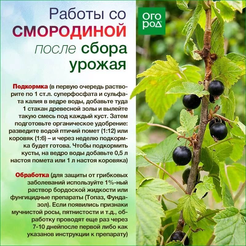 Можно ли опрыскивать смородину кусты. Крыжовник подкормка весной и летом. Подкормка смородины и крыжовника после сбора. Таблица ухода за смородиной. Подкормка черной смородины и крыжовника весной.