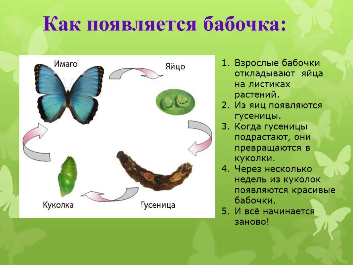 Какпоявлляется бабочка. Откуда появляются бабочки для детей. Как появляется бабочка схема. Картинки появление бабочки. Бабочка какой вопрос