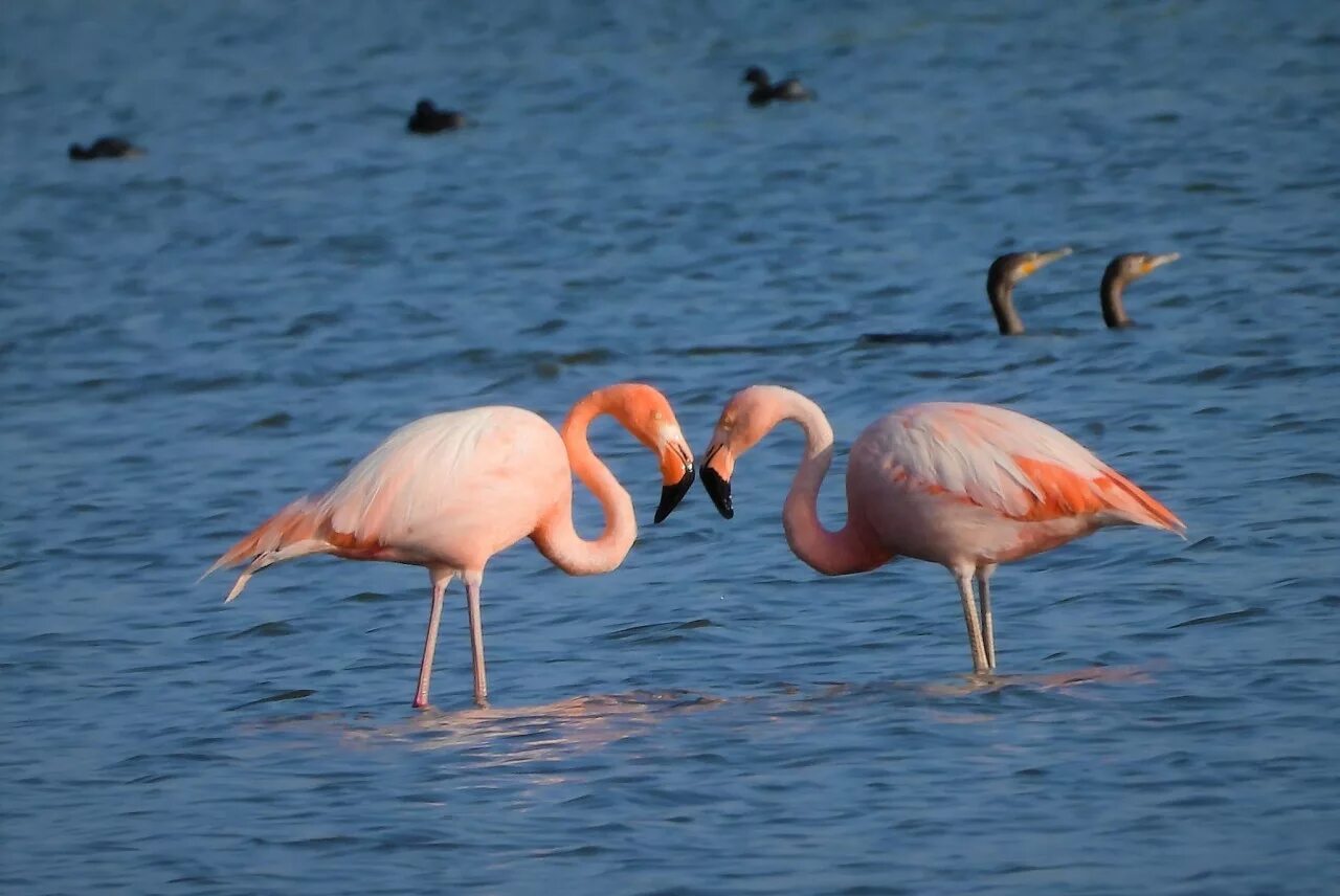 Обыкновенный Фламинго. Фламинго на Каспии. Фламинго в Северной Америке. Розовый Фламинго Россия. Фламинго сообщение