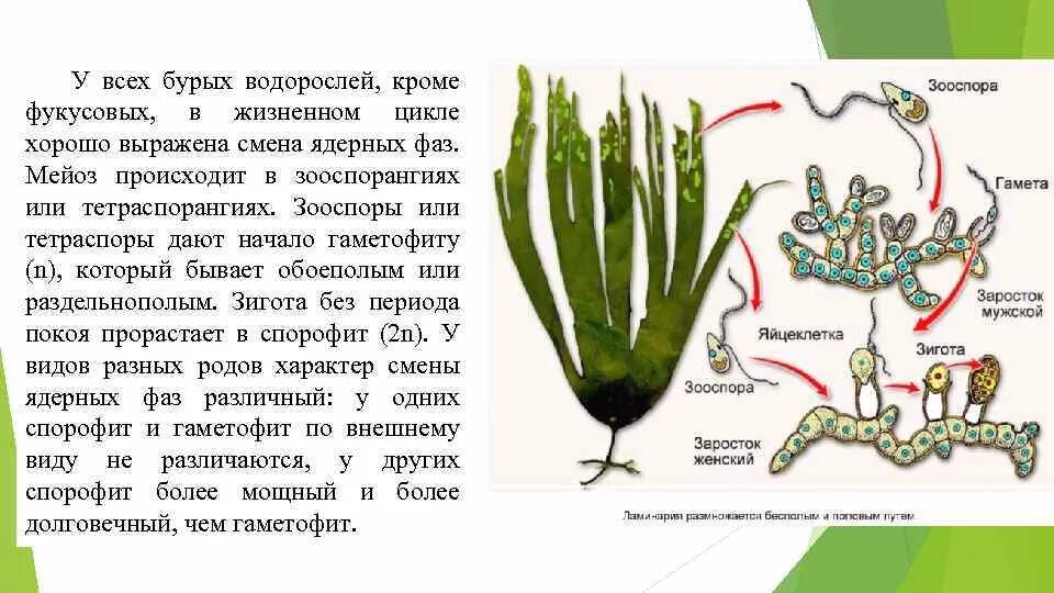 Какое поколение у водорослей. Бурая водоросль ламинария жизненный цикл. Жизненный цикл водорослей схема ламинария. Размножение бурых водорослей схема. Цикл развития фукуса и ламинарии.
