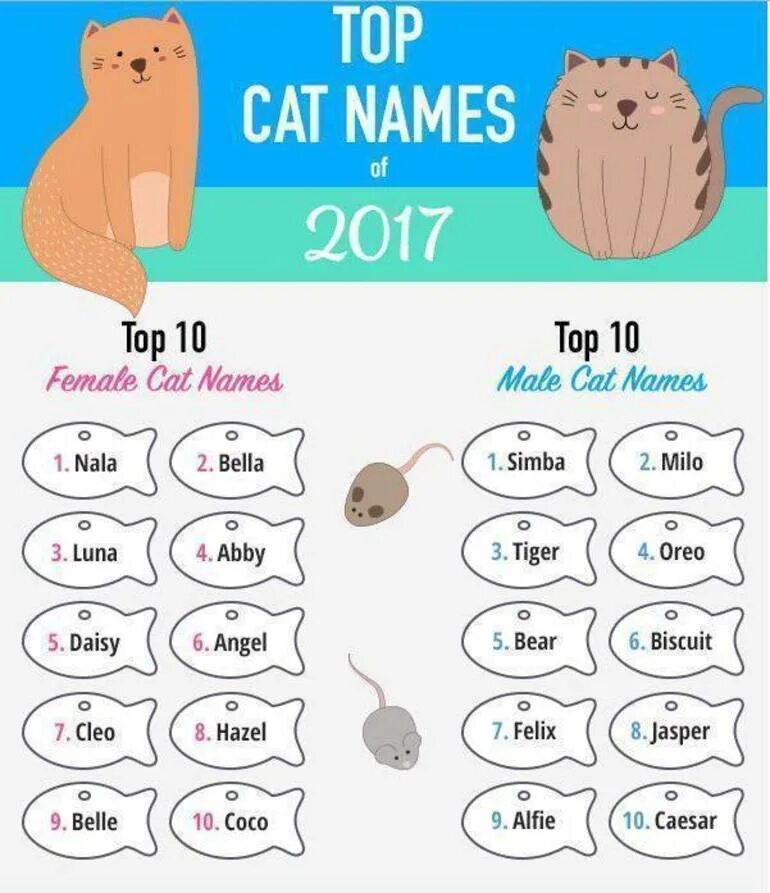 Cat s name is. Кошачьи имена для мальчиков. Имена для кошек. Красивое имя для кота. Клички для кошечек.