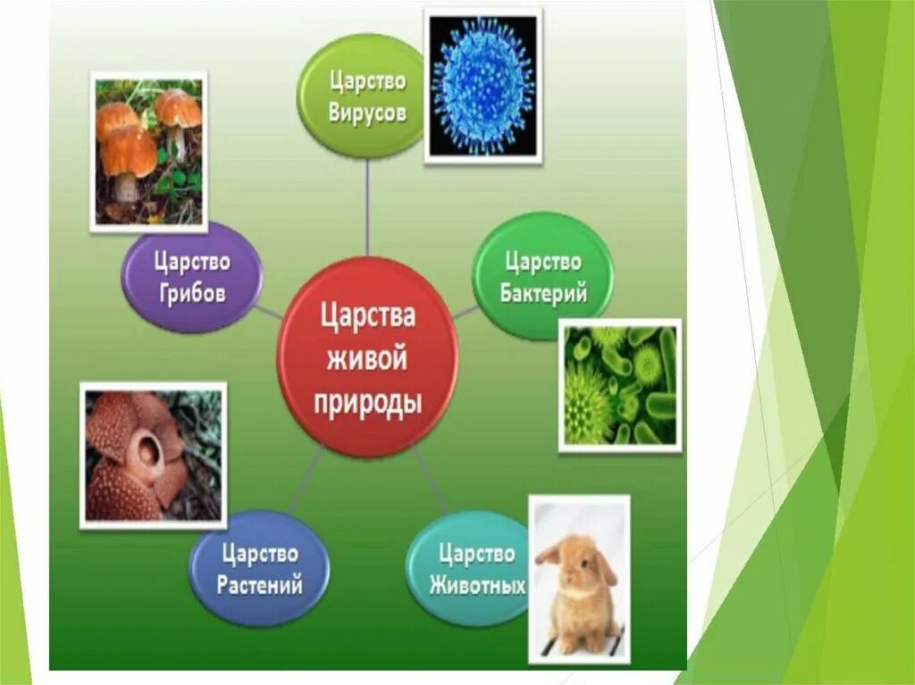 Царства живых организмов вирусы. Царства живой природы. Царства живой природы животные. Царства живой природы презентация. Кластер царства живой природы.