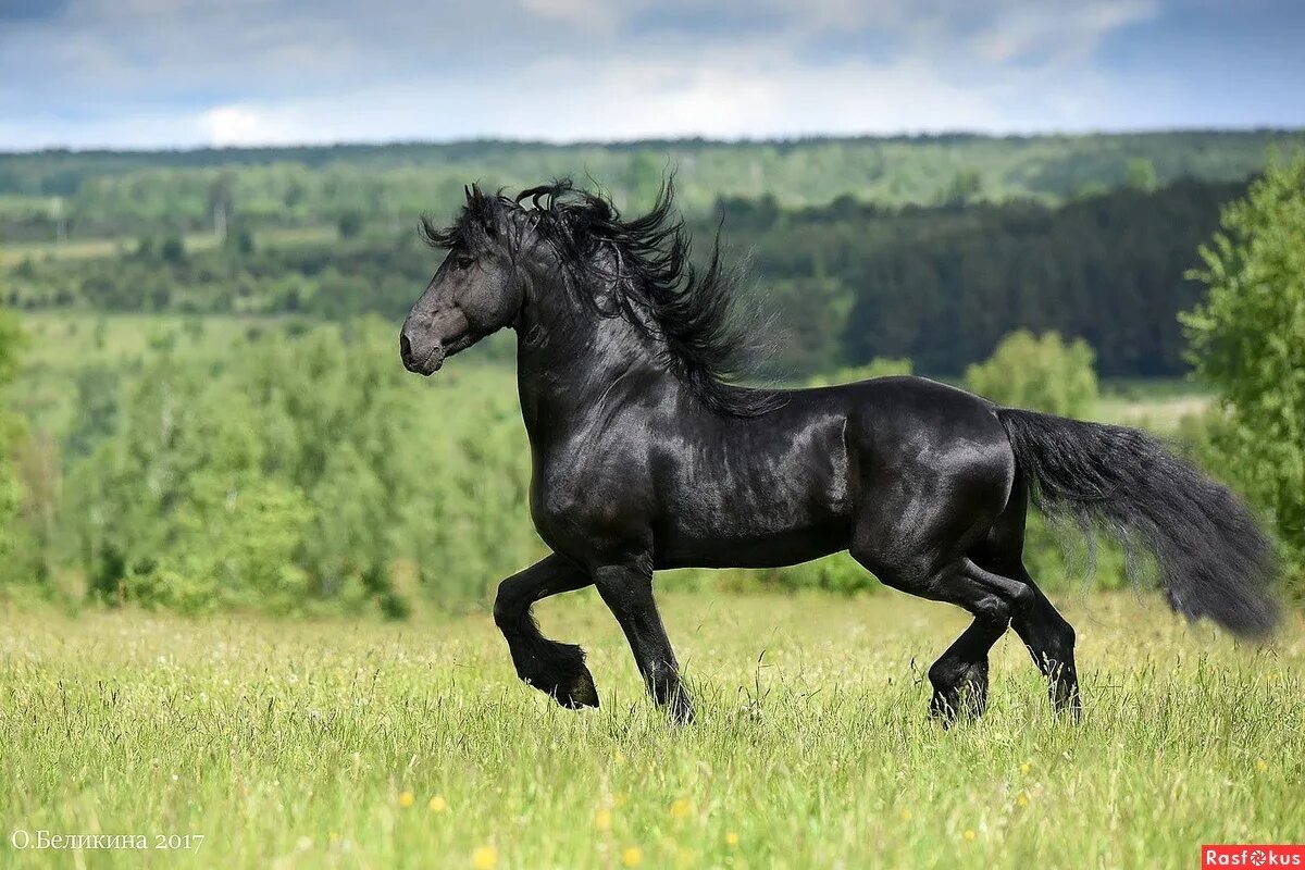 Фриз почему. Лошади породы фриз. Голландская упряжная – фризская лошадь. Кудрявый конь. Фриз фризская лошадь.