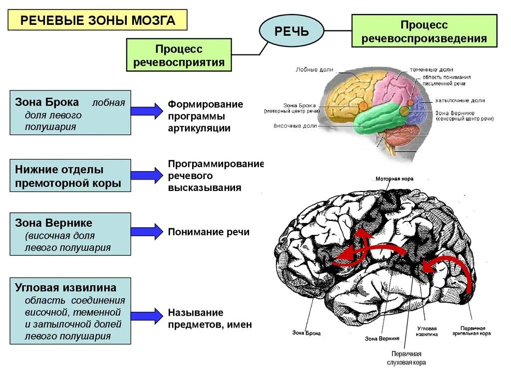 Головной мозг связан со. Речевые зоны мозга Брока и Вернике. Речевые зоны коры головного мозга Брока. Сенсорный центр речи (центр к. Вернике) расположен в:.