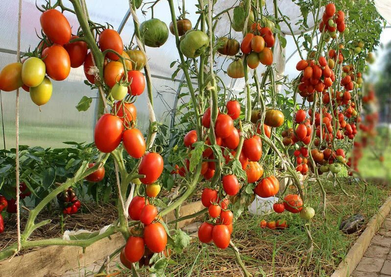 Пасынкование томатов. Обрезание листьев у помидор в теплице. Обрезка листьев у томатов. Пасынкование томатов. Томаты в теплице обрезать листья.