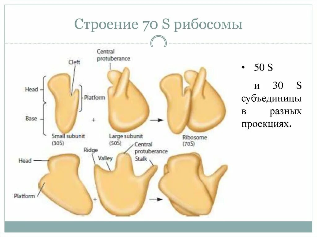 Е рибосомы исключительно 70s типа. Рибосомы 70s строение. рибосомы 70s и 80s. рибосомы бактерий 70s. рибосомы бактерий строение.