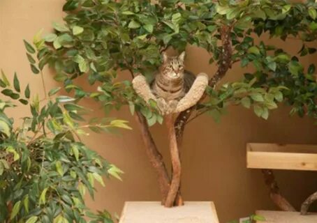 Дерево для кошек сделать
