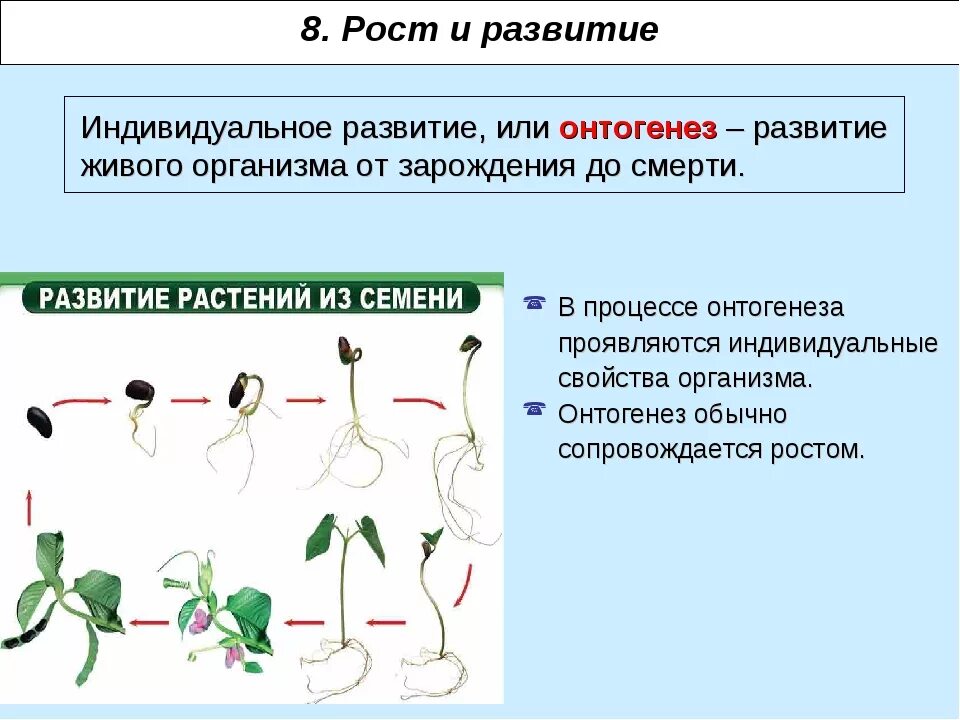 Индивидуальное развитие живого организма