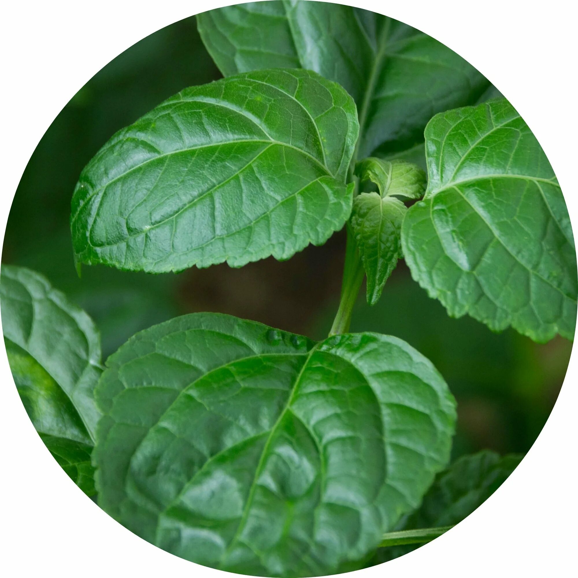 Patchouli 1.16 4 53.3