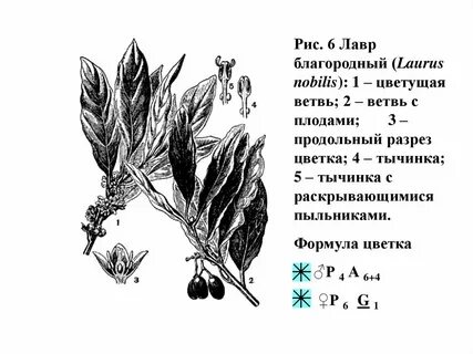 Формула ветвь