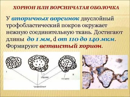 Запасающую ткань образуют