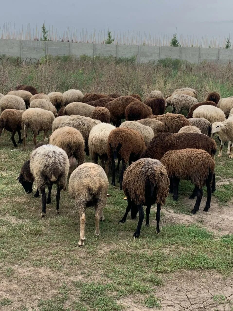 Бараны в россии. Овцеводство в великобритании. Собака пастух. Великобритании баран. Баран скриншот.