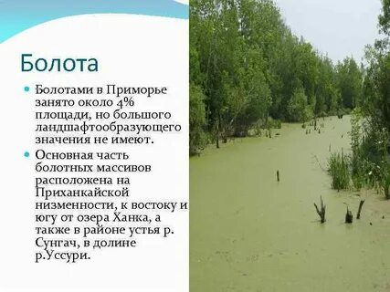 Край болотный или болотистый как