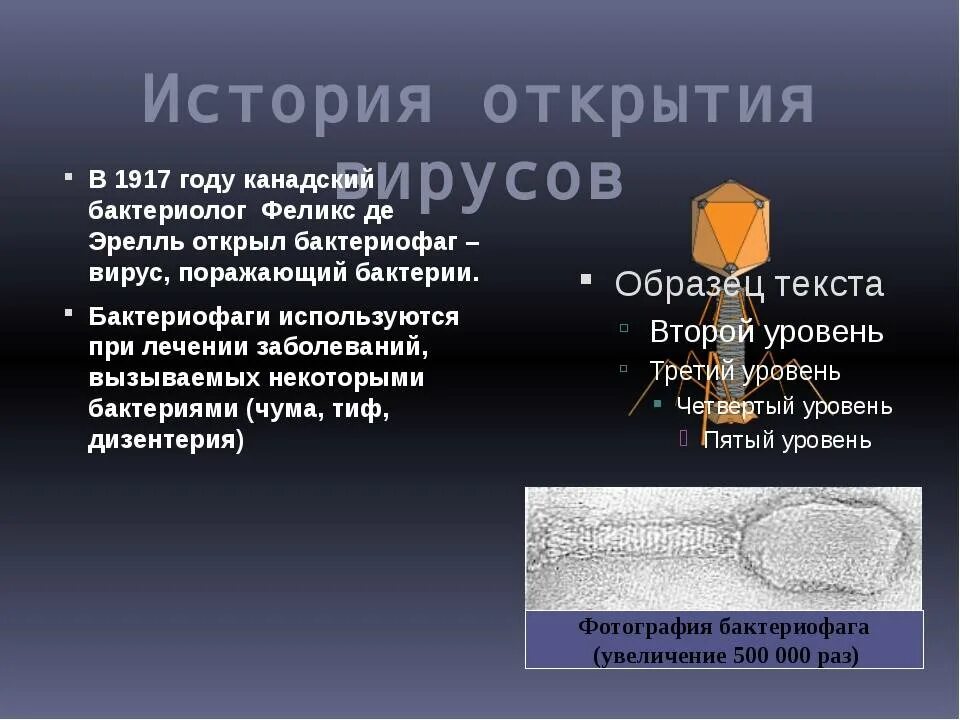 Бактериофаг функции. История открытия бактериофагов. вирус бактериофаг сообщение. сообщение на тему вирус бактериофаг. история открытия бактериофагов кратко.