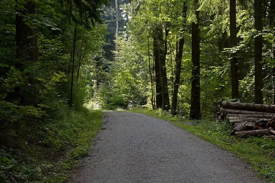 Forest paths