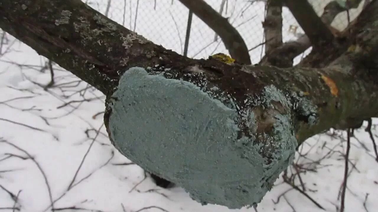 Чем замазать срезы деревьев после обрезки. Замазывать срезы плодовых деревьев. Замазка для обрезанных деревьев. Вар для замазки деревьев. Обработка срезов деревьев.