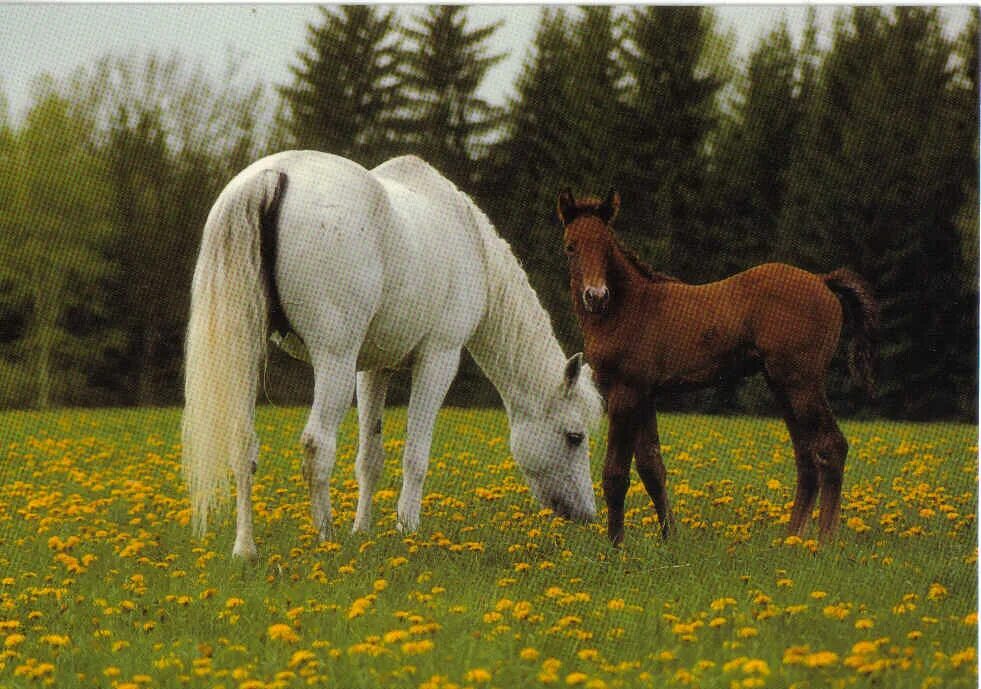 Картинки лошадей. Три лошади. Мир лошадей. Картинка лошадей в высоком качестве.