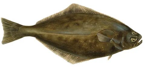 Halibut