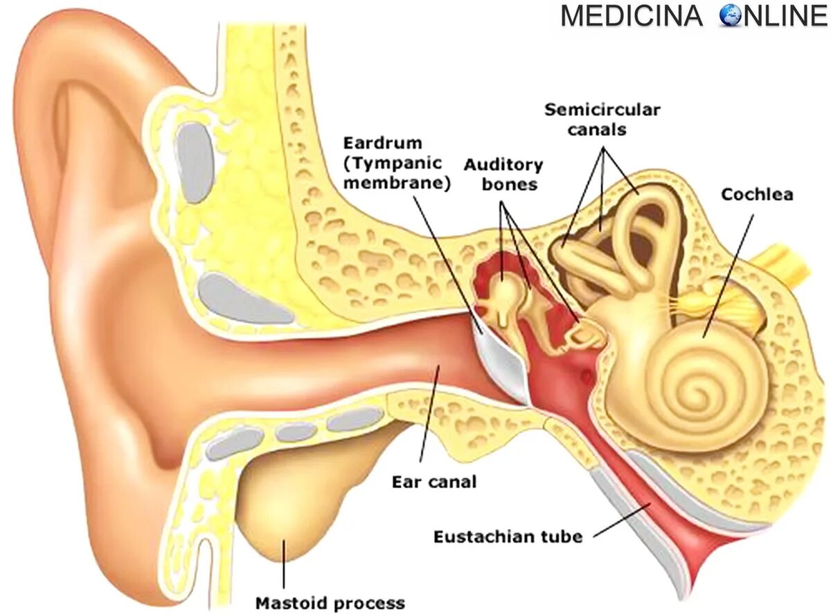 Жужжание в ухе. Строение уха человека серная пробка.