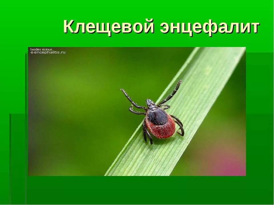 Презентация на тему клещевой энцефалит. Клещевой вирусный энцефалит эпидемиология. Семейство клещевого энцефалита. Лайм боррелиоз эпидемиология. Семейство клещевого энцефалита.