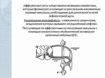 Преобразуют раздражения в нервные импульсы