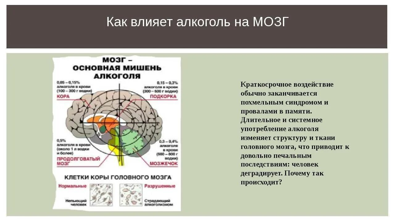 Сколько получает мозгов