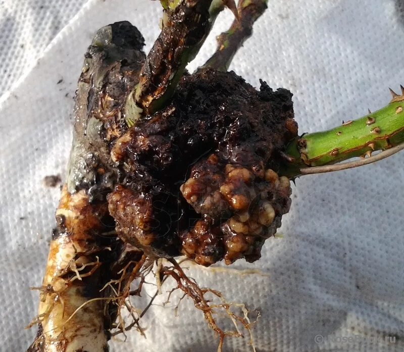 корень раковые