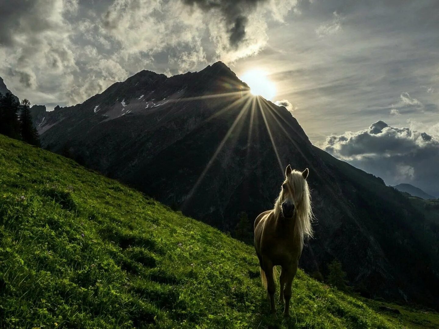Horses Make a Landscape Look Beautiful jigsaw puzzle in Animals puzzles on TheJi