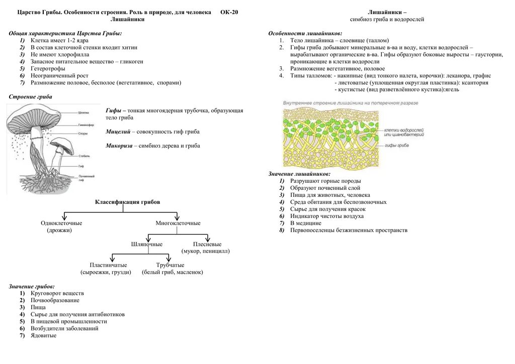 Конспект биология грибы лишайники 5 класс. Царство грибов 7 класс биология таблица. Конспект по биологии по теме грибы 7 класс. Конспект по биологии 5 класса характеристика царства грибов. Характеристика грибов 7 класс биология