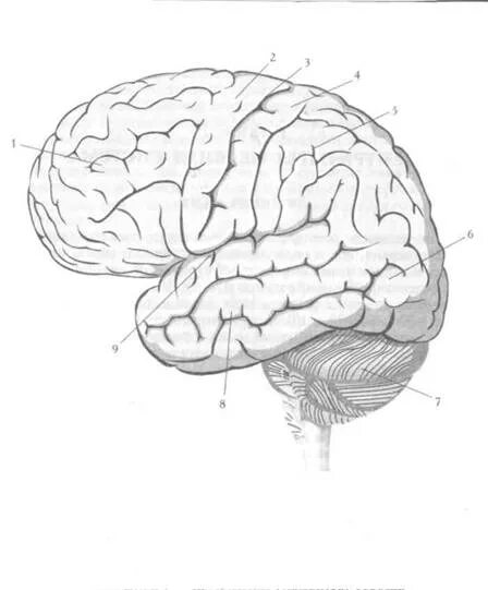 Большой мозг рисунок. Борозды и извилины головного мозга анатомия. Кора головного мозга извилины анатомия. Головной мозг анатомия борозды. Верхнелатеральная поверхность головного мозга.