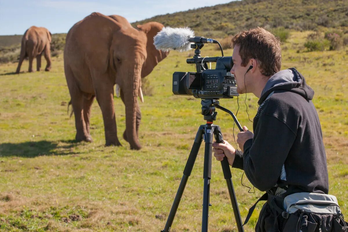 Оператор National Geographic. Киносъемки на природе. Животные съемка. I saw an documentary