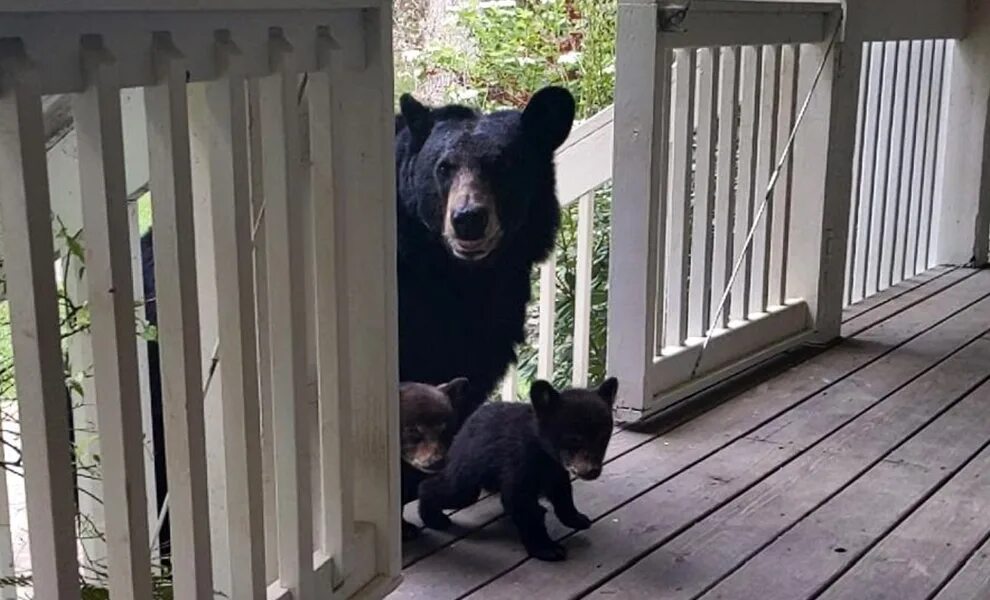 Видео собака привела медведей. Дом медведя. Дикие животные в доме. Медвежонок в городе.