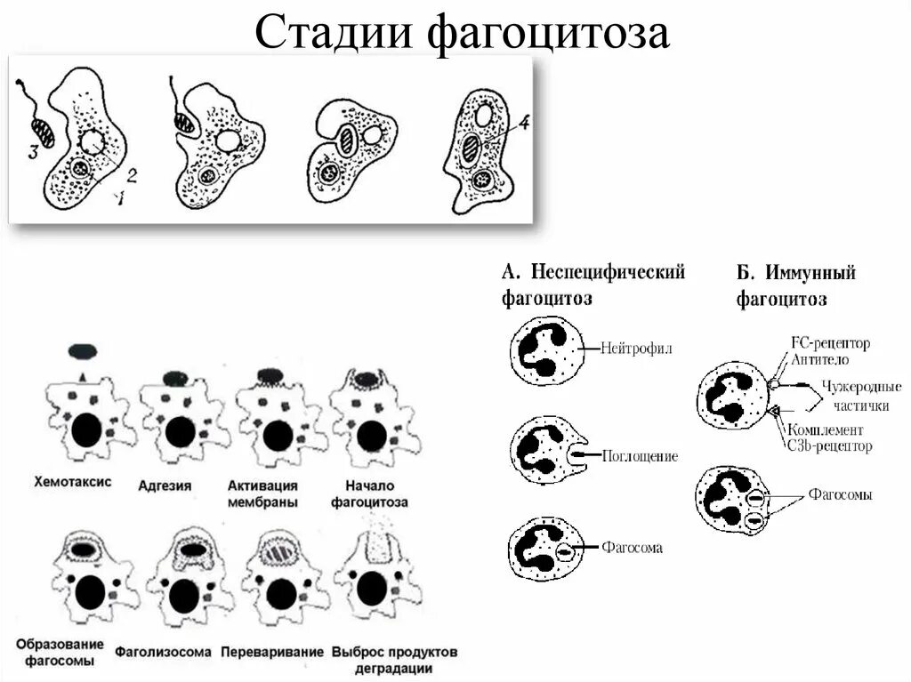 Какие формы фагоцитоза. Фазы фагоцитоза схема. стадии фагоцитоза микробиология рисунок. этапы фагоцитоза иммунология схема.