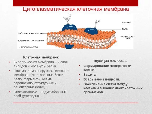 Мембраны клеток эукариот