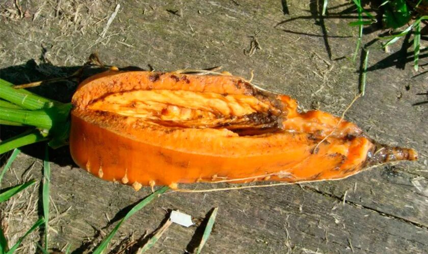 Почему трескается морковь на грядке. Растрескивание плодов моркови. морковь треснутая. морковь треснула.